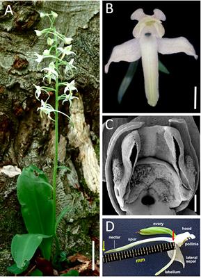 Trait analysis in a population of the Greater Butterfly-orchid observed through a 16-year period